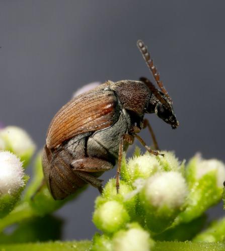 Réf. 264 616 : Bruchinae inconnu